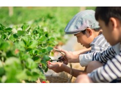 自然课堂,趣味实践:苏州三六六青少年草莓采摘研学营招募中!图2